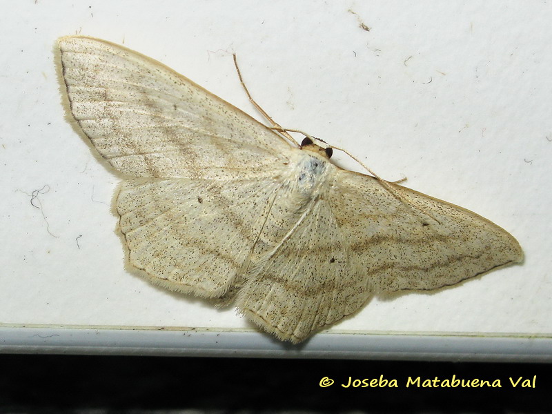 Scopula (Scopula) nigropunctata, Geometridae